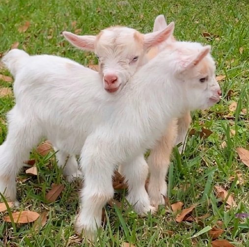 羊小咩缺席后的系统震荡