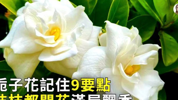 花呗怎么提现出来?花呗额度可提现4个可行方案
