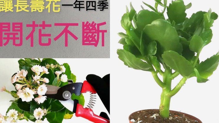 花呗秒套平台真的安全吗？警惕这些网络陷阱！