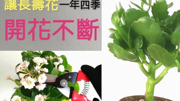 拿去花如何安全提现避免风控
