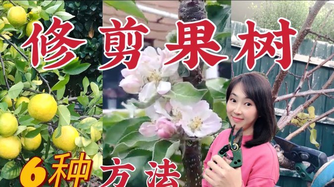 月季套袋：科学栽培技巧详解