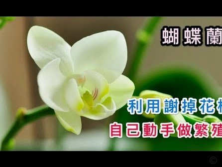 套花呗需要手续费吗