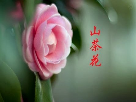 套花呗需要手续费吗