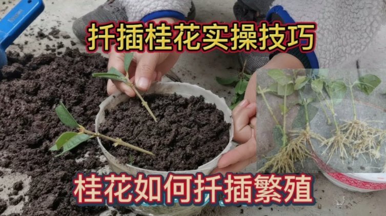 “拿去花”套现攻略：合法合规的途径