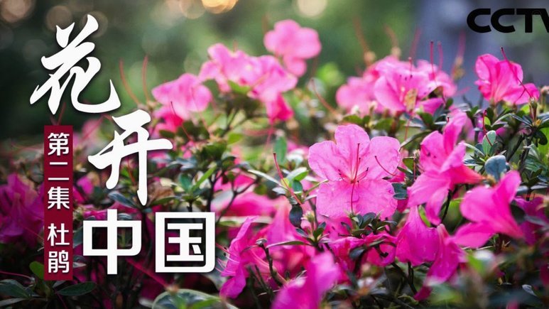 花呗套500：小额操作，大风险？