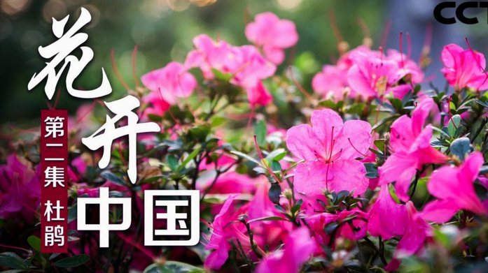 花呗如何套出