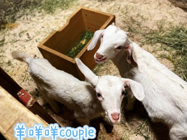 羊小咩正规吗