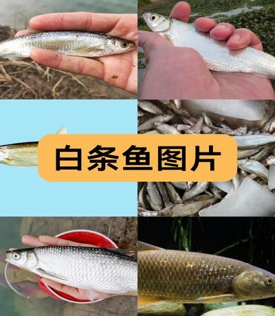 白条支持哪些平台